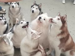 -星多哈·狗咖·拼豆·咖啡