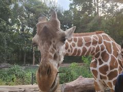 -清迈夜间动物园