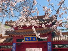 -桃花堤公园