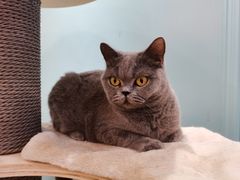 -安格丽娜·狗咖·猫咖羊驼咖(春熙路百盛商场店)