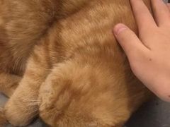 -飞行喵MR PILOT|猫舍·猫咖(静安大融城店)