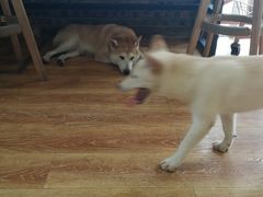 -柴犬高等学院·狗咖·柴犬售卖·宠物训练