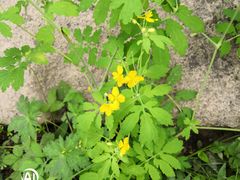 -碓臼峪自然风景区