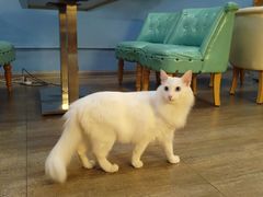 -猫咪咖啡·猫咖(万达广场店)