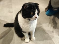 -猫儿山۰猫主题餐厅