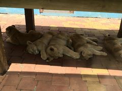 -大连森林动物园