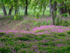 -蜀冈西峰生态公园
