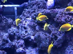 -新加坡海洋生态馆