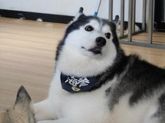 -Husky Go! 哈士奇体验馆·宠物咖啡厅狗咖