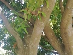 操场-厦门大学(思明校区)