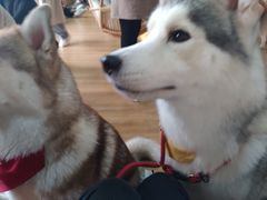 -Husky Go! 哈士奇体验馆·宠物咖啡厅狗咖