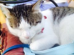 iphone_upload_pic-海边的猫和咖啡馆