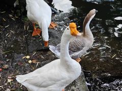 -台州府城(东湖)