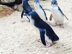 -费瑟代尔野生动物园