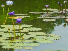 -国家植物园南园