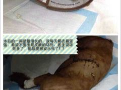 QQ图片20140718091350-宠福鑫动物医院(城北分院)