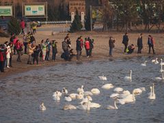 -烟墩角天鹅湖