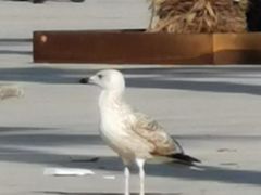 -小巴塞罗那海滩