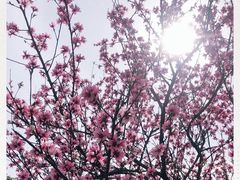 -原山国家森林公园