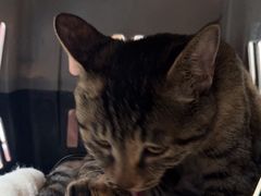 -宠福鑫康馨动物医院·骨科·眼科