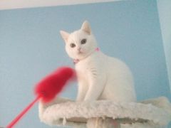 -喵的天空名猫咖啡馆·撸猫·猫舍·用品