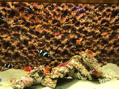 -北戴河圣蓝海洋公园