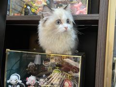 -lincat·猫舍(广州店)