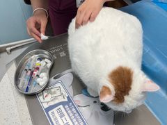 -纳吉亚猫专科动物诊疗中心(蒋宅口分院)