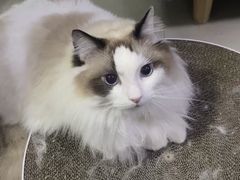 -关爱动物医院·心脏·中兽医·异宠(金牛路分院)