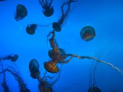 -太平洋海底世界