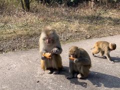 -重庆雨台山风景区