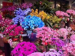 -溪岸路花鸟市场