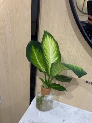-倾城护肤造型