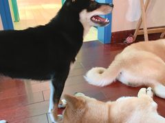 -喜柴咖啡·柴犬狗咖