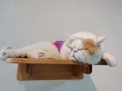 -Heymao猫咖.咖啡厅(东门店)