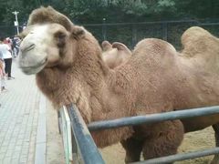 -大连森林动物园