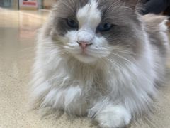 -藏猫猫咖啡主题馆(中央大道店)