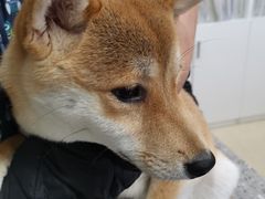 -爱侣宠医·鹦鹉专科·小型哺乳类·异宠专科(灵石路店)