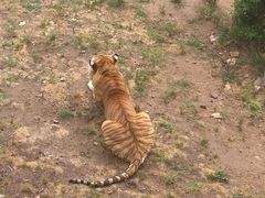 -西霞口神雕山野生动物世界