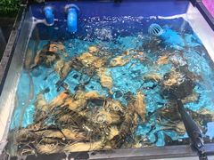 -川骄海鲜自助(亚运村店)