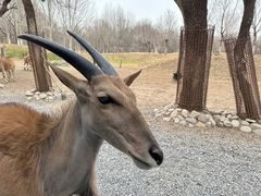 -北京野生动物园