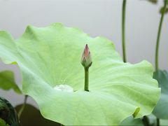 -荷塘月色湿地公园·向阳花洲