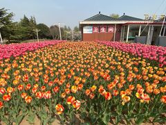 -石家庄市植物园