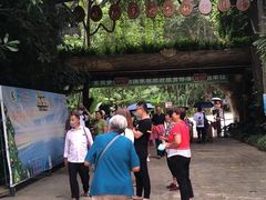 -西双版纳原始森林公园