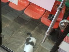 -猫咪博物馆(顶澳仔猫街店)