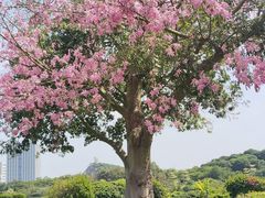 -东莞植物园