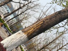 -百林公园-两江幸福广场