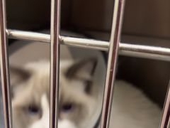 -瑞派福兴宠物医院犬猫全科·骨科·中西医结合(河东店)