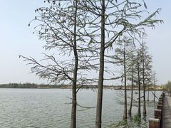 -九里湖国家湿地公园
