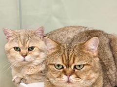 -有喵·猫咖·狗咖·40+猫狗有小奶狗(岗厦店)